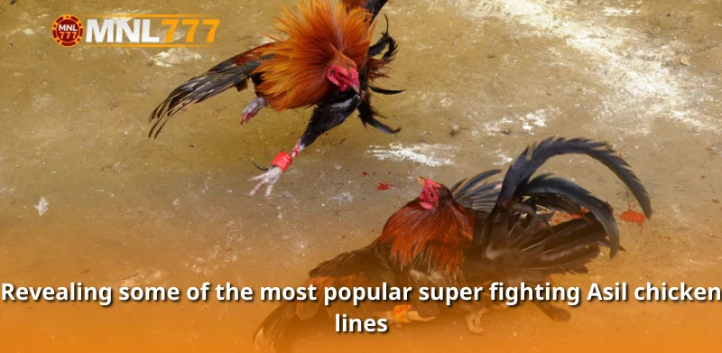 Revealing some of the most popular super fighting Asil chicken lines