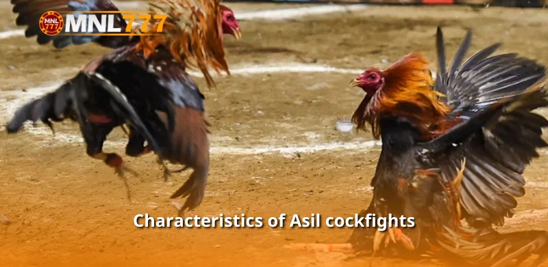 Characteristics of Asil cockfights