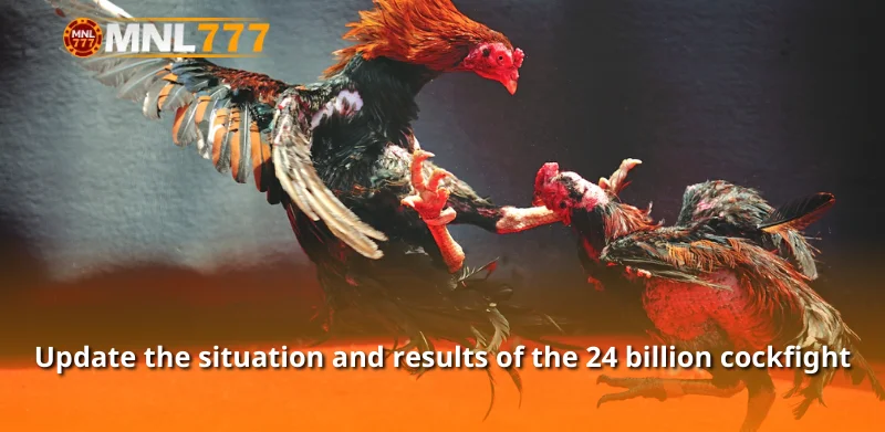 Update the situation and results of the 24 billion cockfight